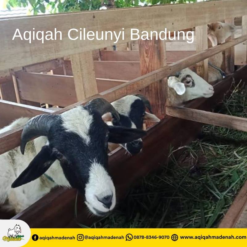 Aqiqah Cileunyi Bandung
