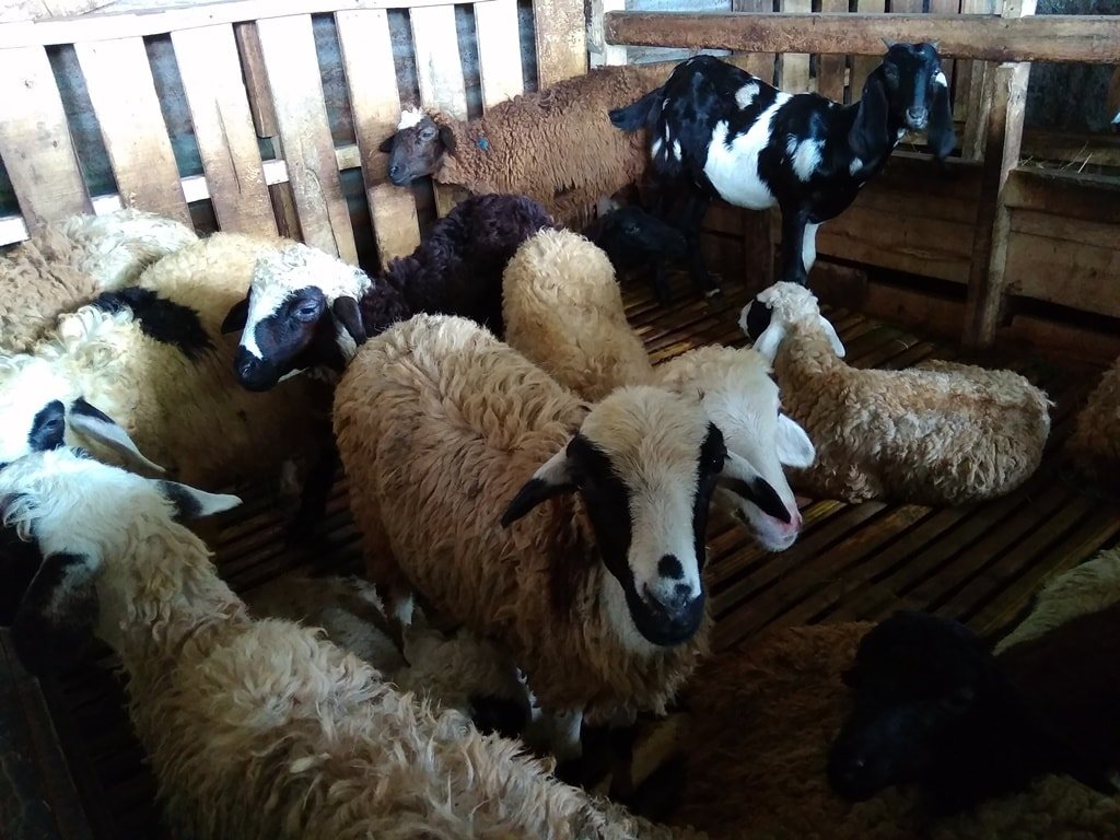 17 Aqiqah Bandung Terpercaya 2026: Panduan Lengkap Harga & Review