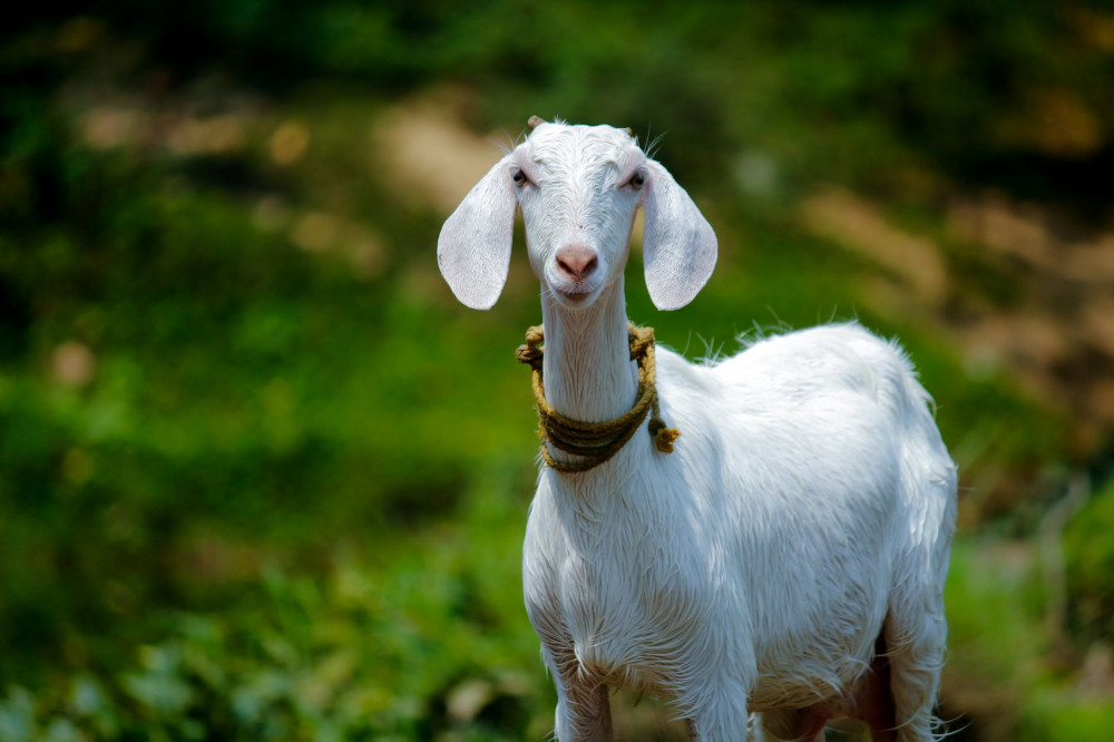 Hukum Aqiqah untuk Anak Perempuan Lebih dari Satu KambingHukum Aqiqah untuk Anak Perempuan Lebih dari Satu Kambing