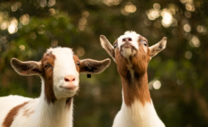 Daging Domba, Sumber Gizi dan Kaya Manfaat