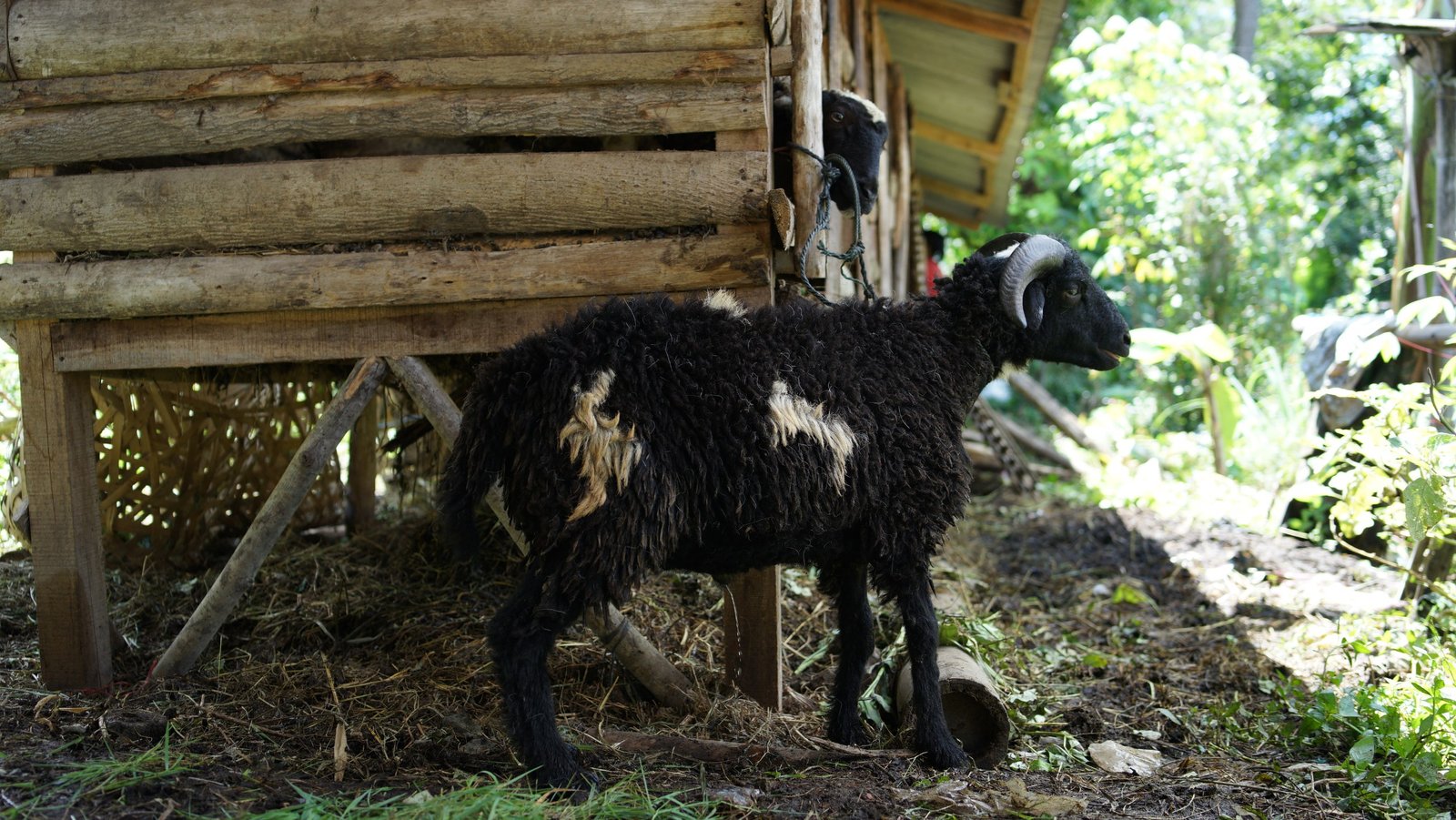 Aqiqah Bandung Jasa Masak Profesional